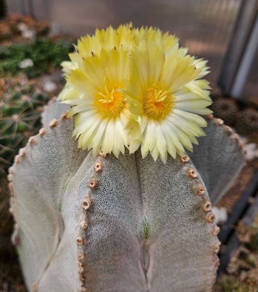 Astrophytum myriostigma 5 rippig